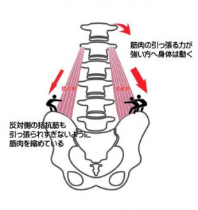 腰の筋肉の縮み